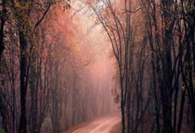 （躰(tǐ)育）足球——意甲：AC米兰胜博洛尼亚